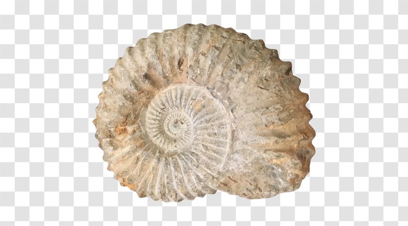 Transitional Fossil Ammonites Seashell Nautilidae - Invertebrate Transparent PNG