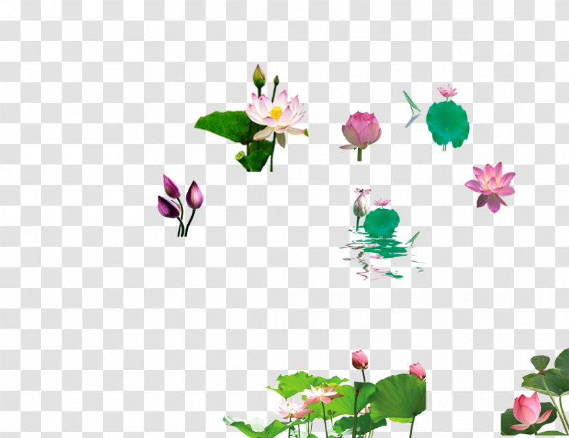 Pygmy Water-lily Petal Leaf Clip Art - Flora - Lotus 01 Transparent PNG