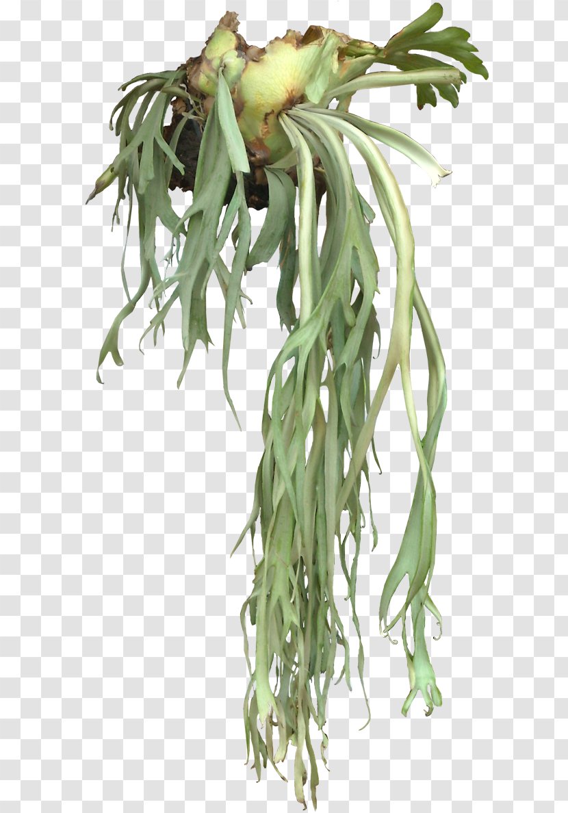 Elkhorn Fern Ardisia Crenata Embryophyta Tree - High Resolution Ferns Icon Transparent PNG