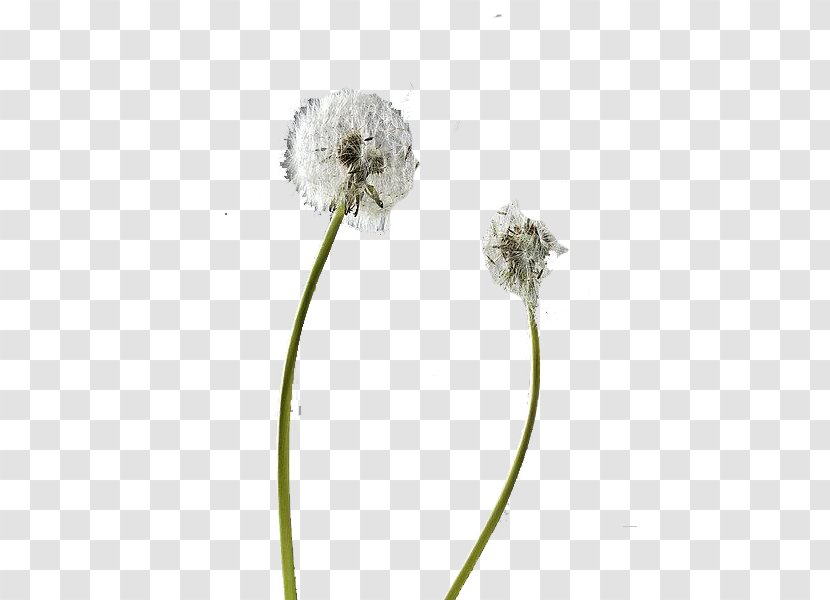 Flower Dandelion Pissenlit Plant - Flowering - Natural Transparent PNG