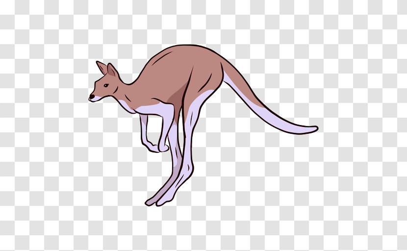 Kangaroo Kangaroo Macropodidae Wildlife Red Kangaroo Transparent PNG