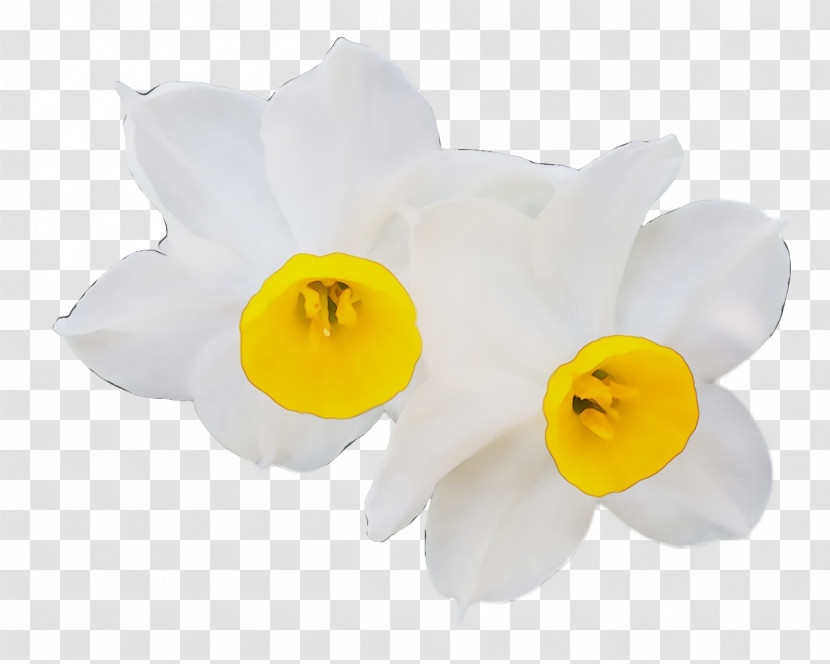 Cut Flowers Moth Orchids Petal Narcissus Flower Transparent PNG