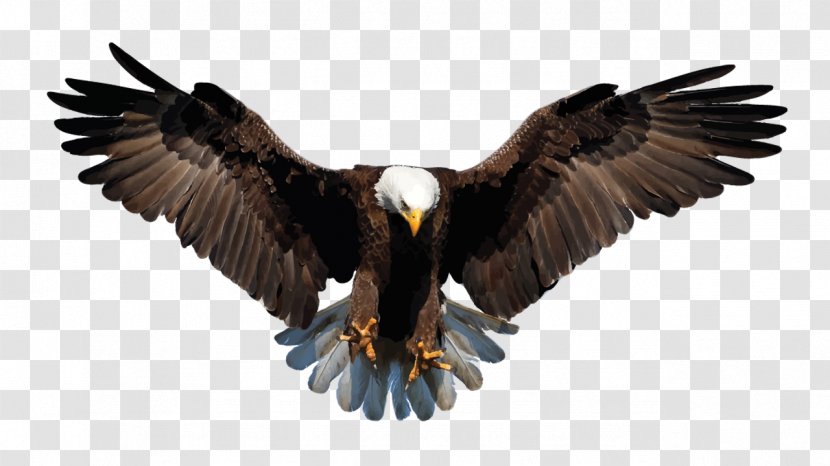 Bald Eagle Bird Stock Photography Drawing - Royaltyfree Transparent PNG
