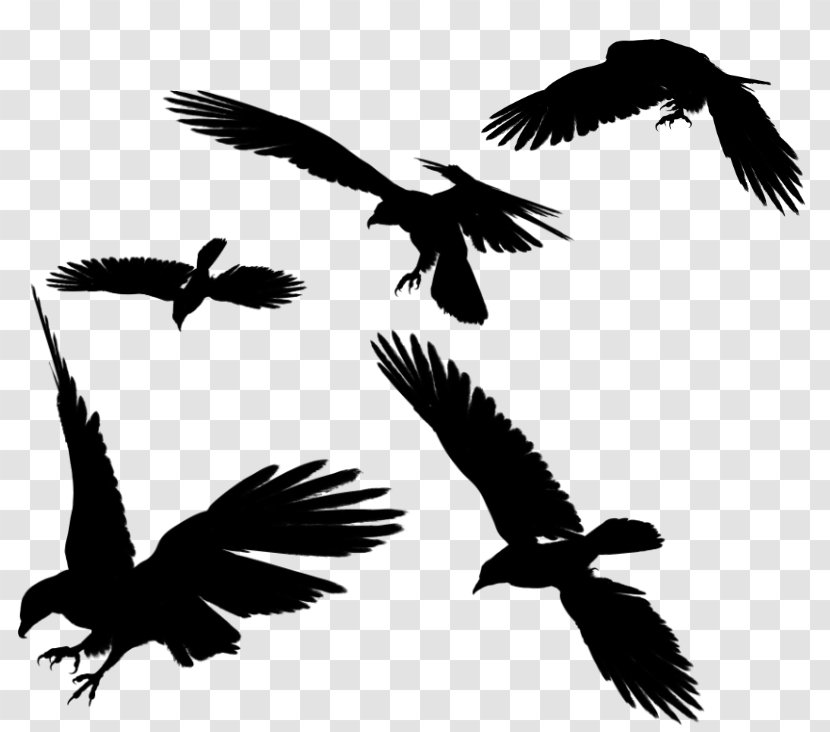 Bird Flight Clip Art - Accipitriformes - Raven Flying Photos Transparent PNG