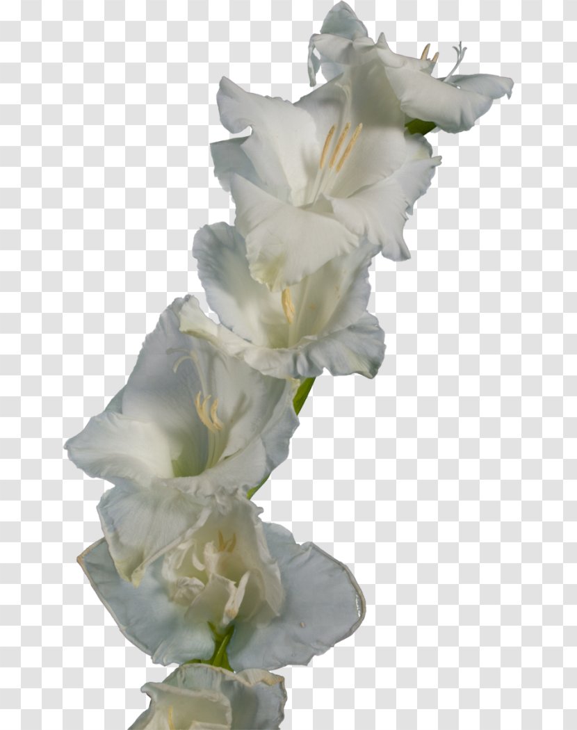 Gladiolus Cut Flowers Iridaceae - Tree Transparent PNG