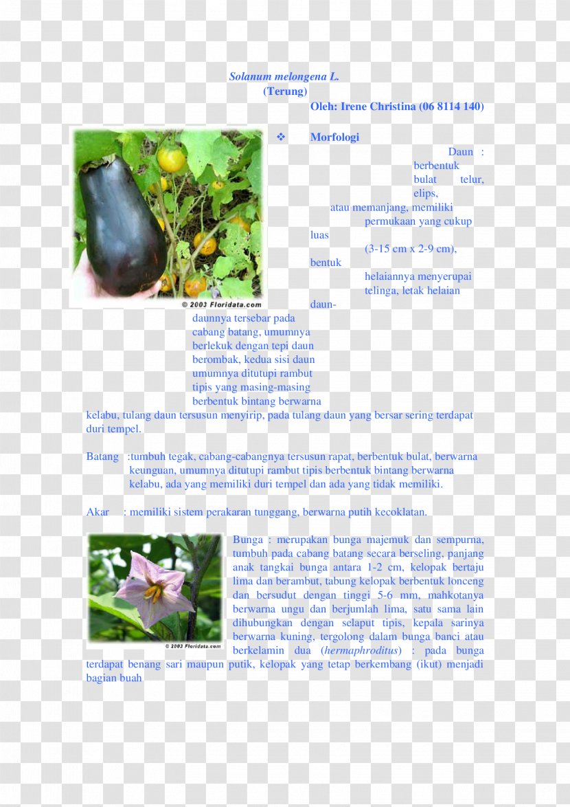 Tree Brochure - Plant Transparent PNG
