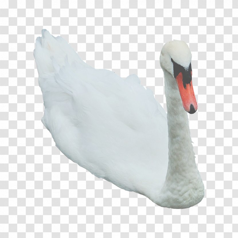 Cygnini Goose Clip Art - Anatidae - Swans Transparent PNG