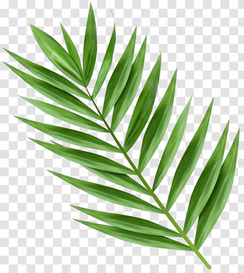 Arecaceae Palm Branch Palm-leaf Manuscript Clip Art - Arecales - Leaf Transparent PNG