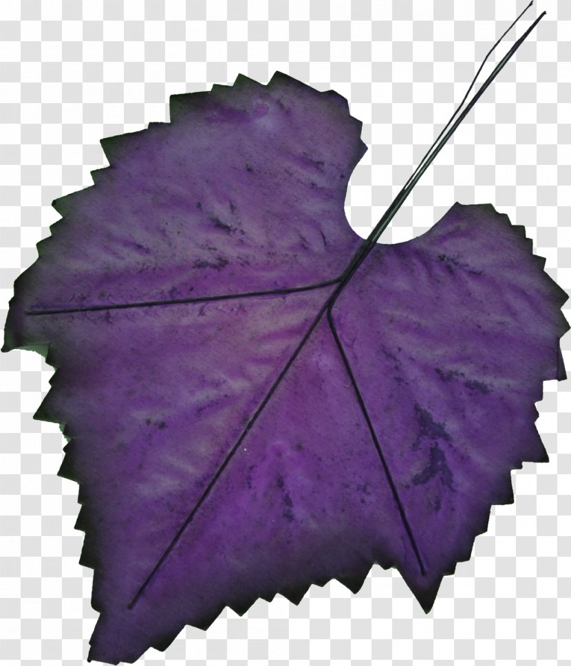 Autumn Leaves Background - Leaf - Morning Glory Vitis Transparent PNG