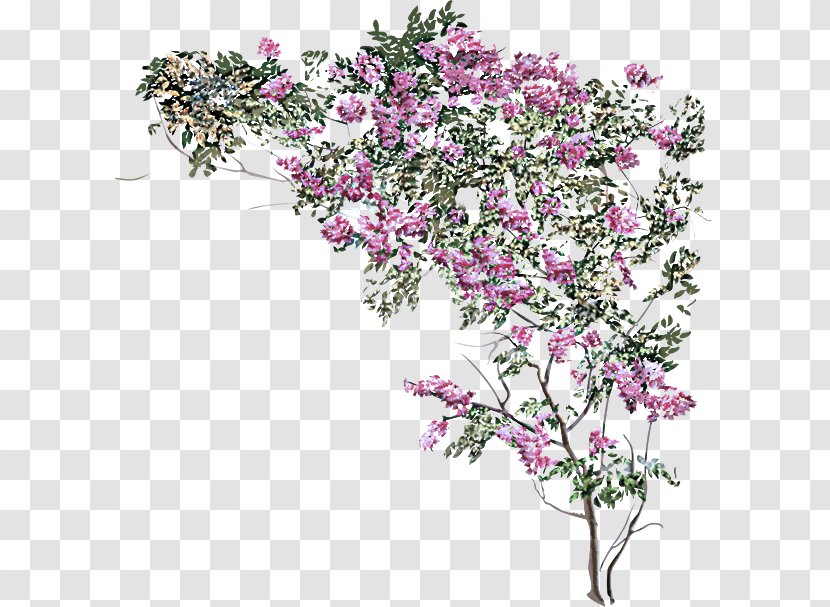 Flower Flowering Plant Cut Flowers Branch - Bougainvillea - Prickly Rose Blossom Transparent PNG