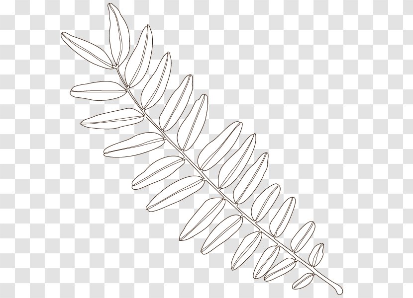 Twig Line Art Angle Leaf - Wing Transparent PNG