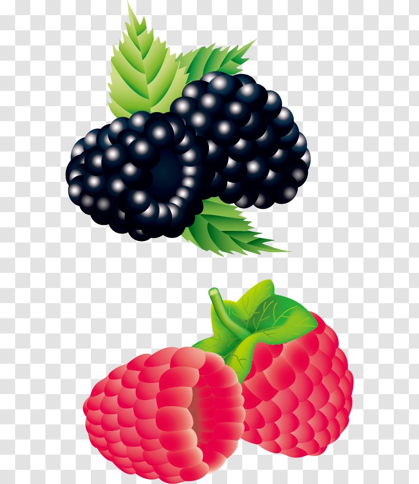 Raspberry Strawberry Blackberry - Superfood - Vector Transparent PNG