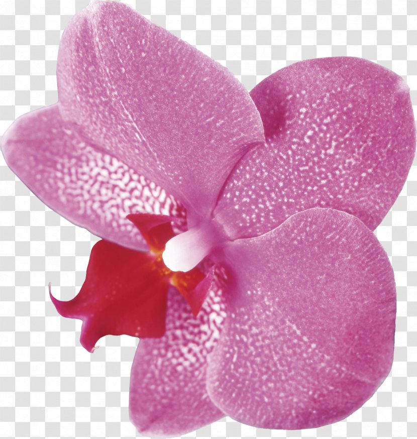 Moth Orchids Clip Art - Lilac - Tropical Flowers Transparent PNG