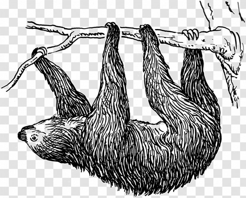Pygmy Three-toed Sloth Public Domain Bear Clip Art - Royaltyfree Transparent PNG