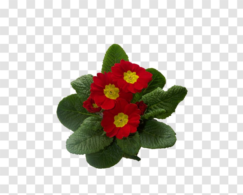 Primrose Cowslip Flowering Plant - Houseplant Transparent PNG