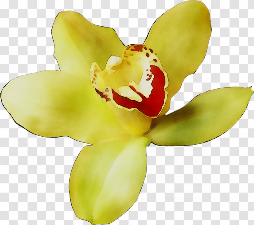 Moth Orchids Yellow Cut Flowers - Terrestrial Plant Transparent PNG