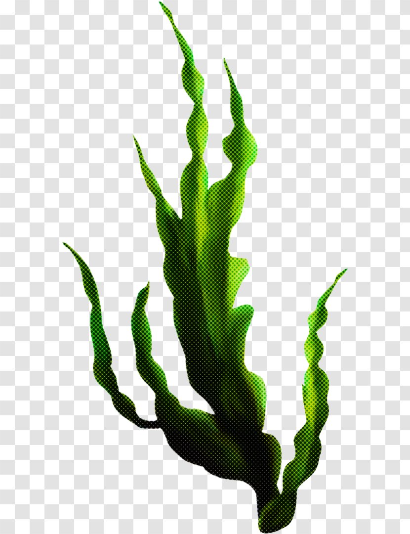 Seaweed Cartoon - Body - Caulerpa Cactus Transparent PNG