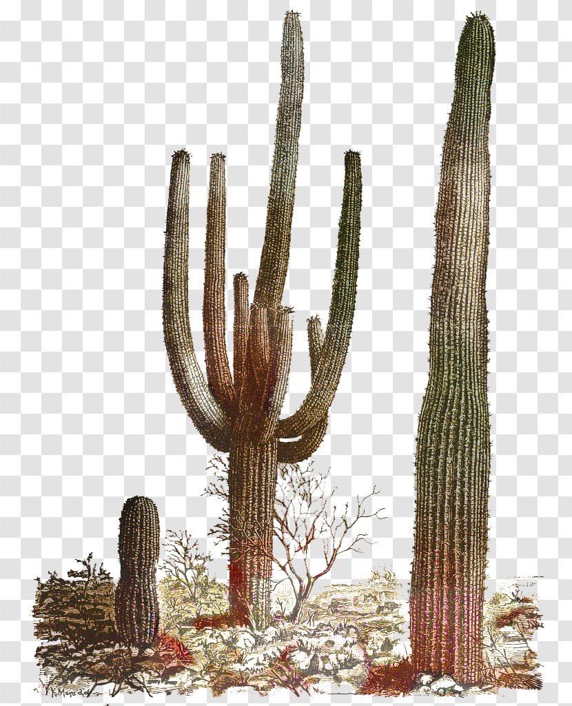 Cactus Cartoon - San Pedro - Plant Stem Succulent Transparent PNG