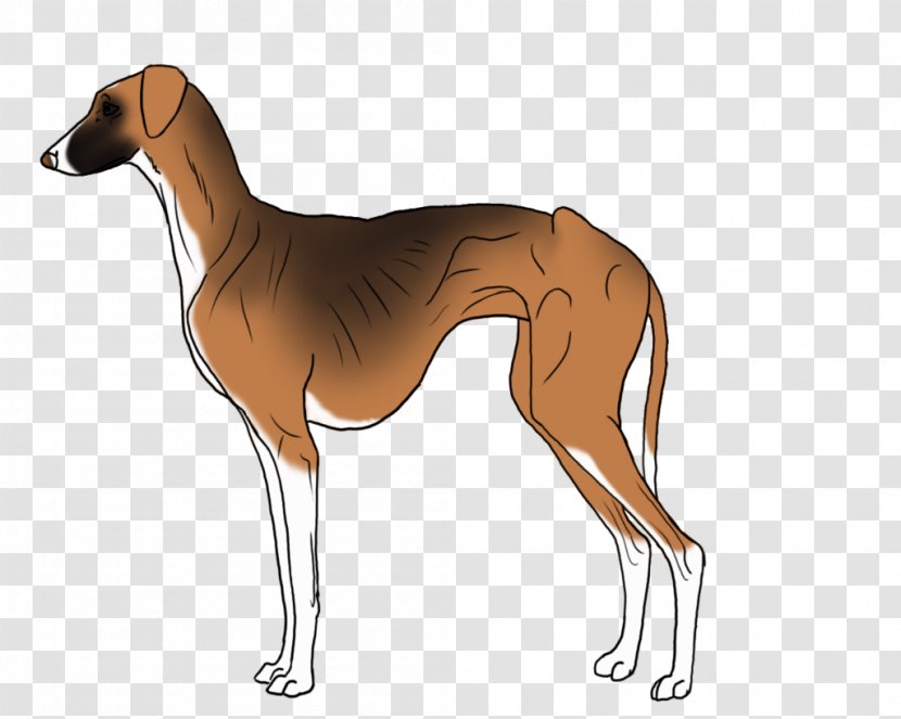 Spanish Greyhound Polish Azawakh Mudhol Hound - Dog - Battery Drawing Transparent PNG
