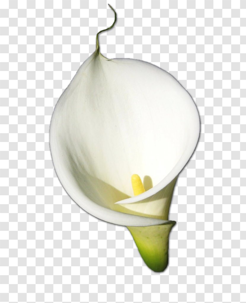 Arum-lily Bog Arum Flower - Rose - Easter Lily Silhouette Calla Transparent PNG