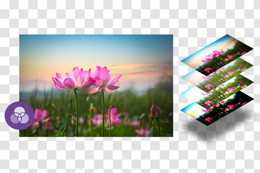 Desktop Wallpaper Display Resolution High-definition Television Image 1080p - Purple - Flower Transparent PNG