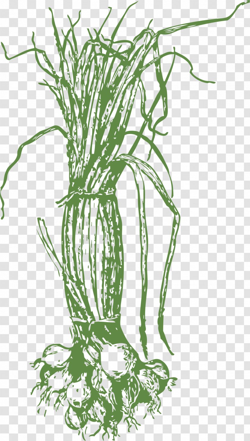 Onion Drawing Clip Art - Flowering Plant Transparent PNG