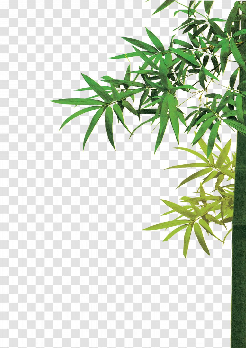 Bamboo - Leaf - Skin Transparent PNG
