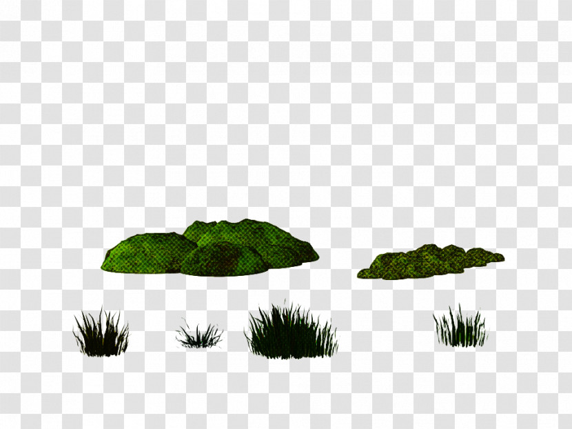 Green Leaf Grass Plant Non-vascular Land Plant Transparent PNG
