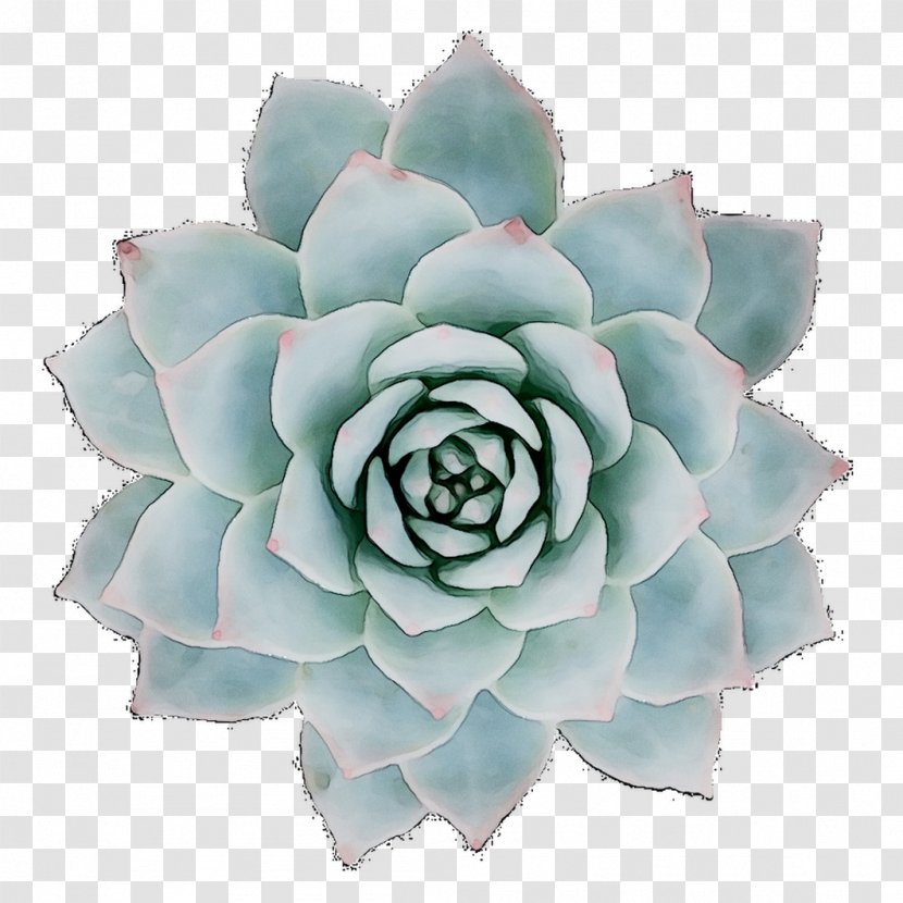 Cut Flowers Turquoise - Stonecrop Family - Agave Transparent PNG