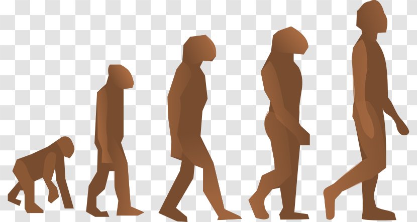 Human Evolution Homo Sapiens Origen Del Hombre Natural Selection - Theory - Biology Cliparts Transparent PNG