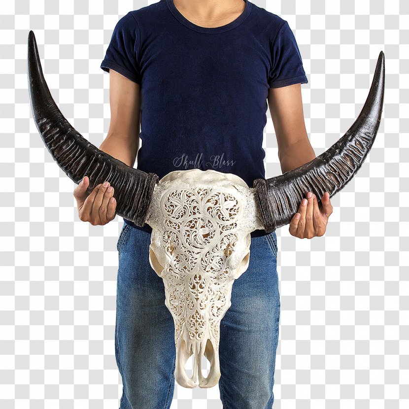 Horn Cattle Skull Centimeter Curvature - Buffalo Transparent PNG
