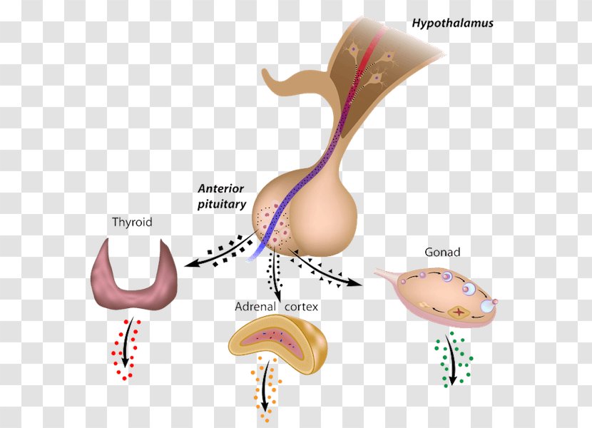 Anterior Pituitary Gland Posterior Hypophyseal Portal System Hormone - Tree - Heart Transparent PNG