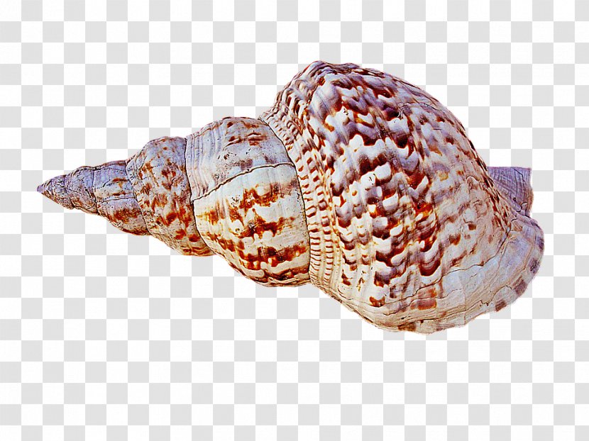 Cockle Seashell Conchology Shankha Food - Caracola - Conch Transparent PNG