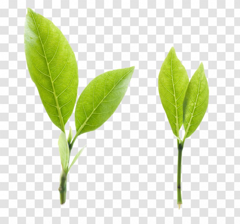 High-mountain Tea Green Earl Grey Yecha - Leaf - Grass Transparent PNG