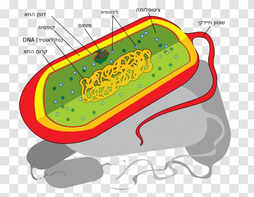 Prokaryote Cell Nucleus Bacteria Ribosome - Eukaryote Transparent PNG