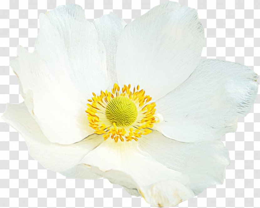Poppy Flower - Family - Perennial Plant Transparent PNG