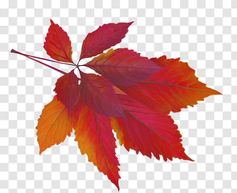 Maple Leaf Autumn Color Clip Art Transparent PNG