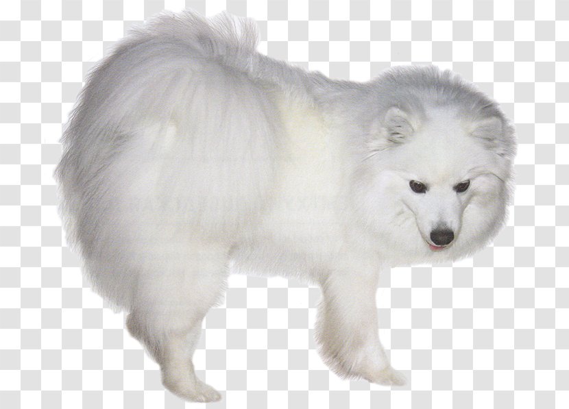 German Spitz Klein American Eskimo Dog Mittel Canadian Keeshond - Sakhalin Husky Transparent PNG