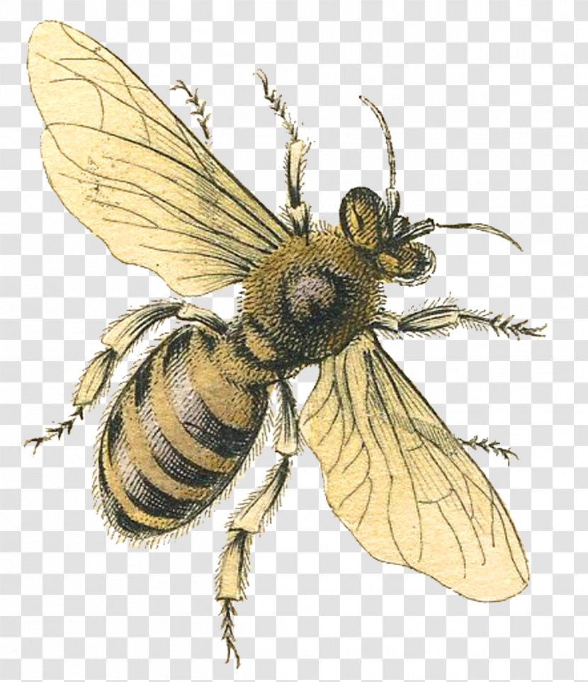 Western Honey Bee Queen Bumblebee Clip Art - Insect Transparent PNG