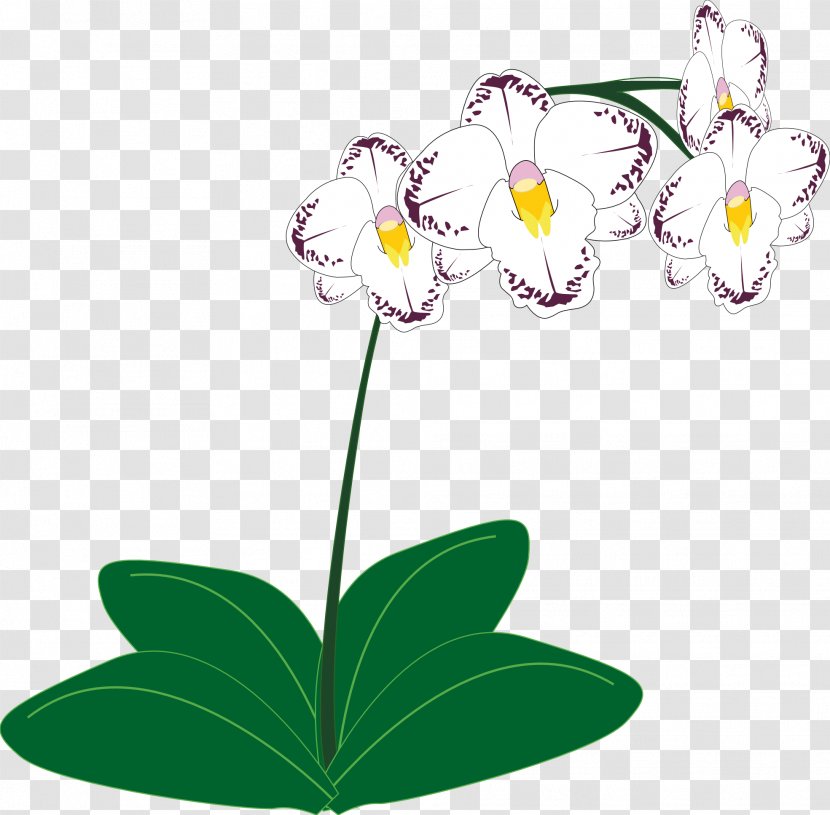 Orchids Plant Clip Art - Flora - Orchid Transparent PNG