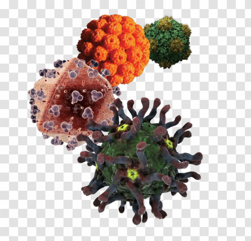 Viral Hepatitis B Virus C Transparent PNG