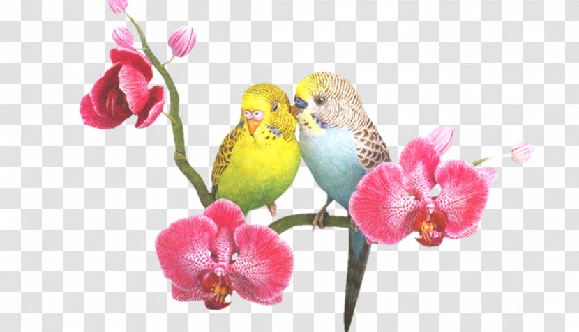 Parrot Lovebird Budgerigar - Petal Transparent PNG