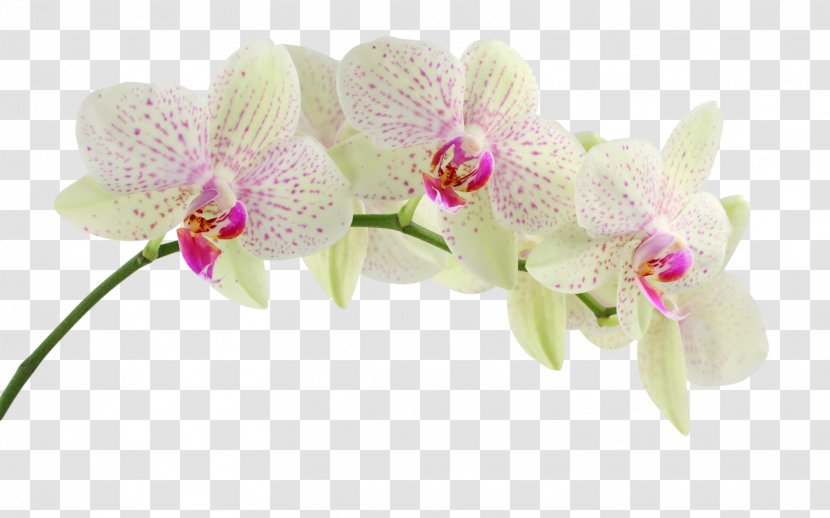 Orchids Desktop Wallpaper Display Resolution Mobile Phones Clip Art - Orchid Transparent PNG