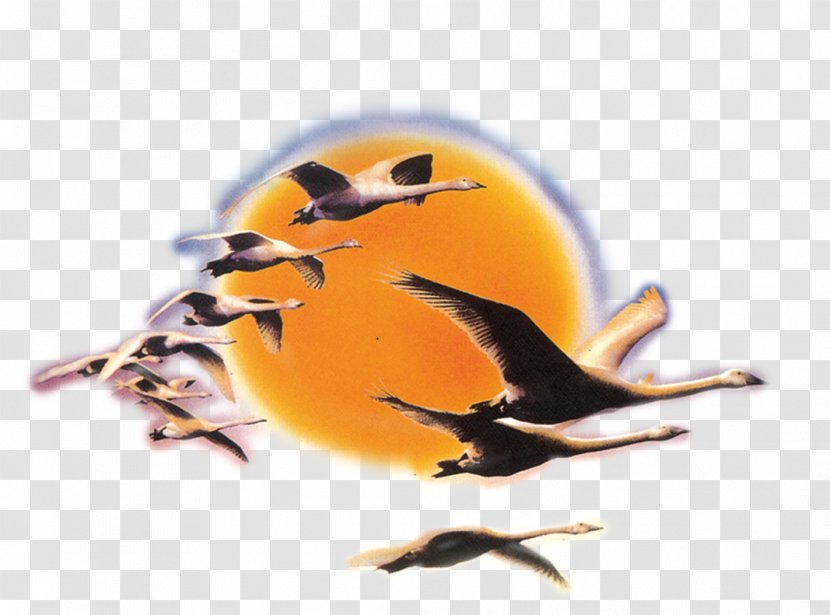 Download Photography - Tiff - Geese Fly South Transparent PNG