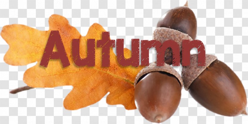 Acorn Quercus Acutissima Food Clip Art - The Beginning Of Autumn Transparent PNG