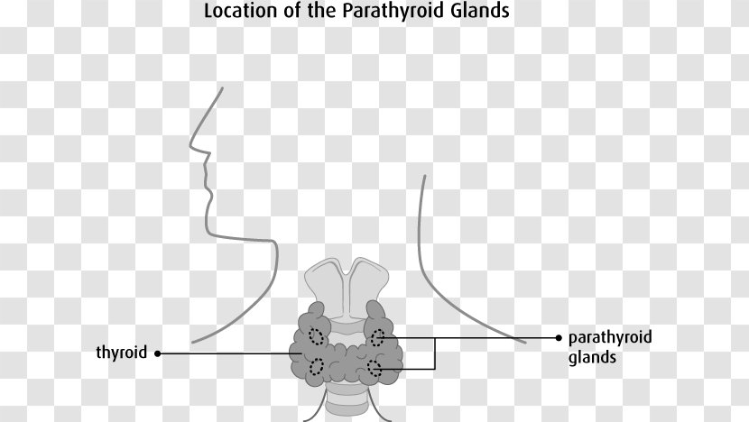Parathyroid Gland Endocrine Thyroid Disease Cancer - Silhouette - System Transparent PNG