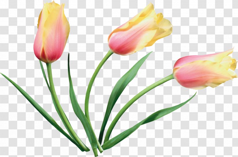 Tulip Flower Material - Lily Family - Tulips Transparent PNG