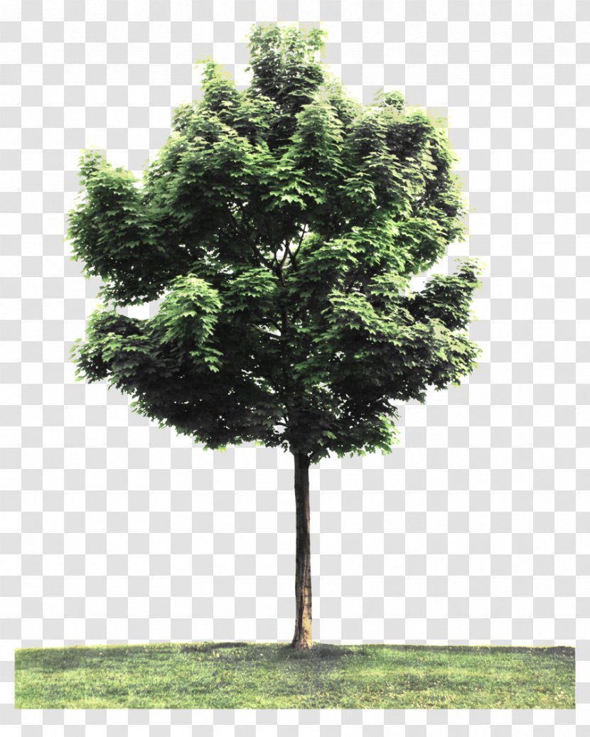 Tree Planting Arborist - Forest - Eucalyptus Transparent PNG