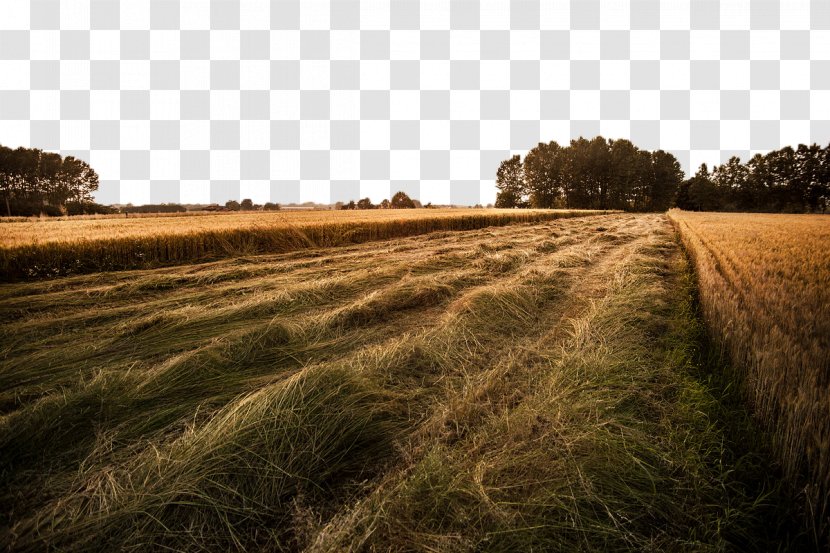Agriculture Rural Area Stock.xchng Farm Field - Straw - Wheat Transparent PNG