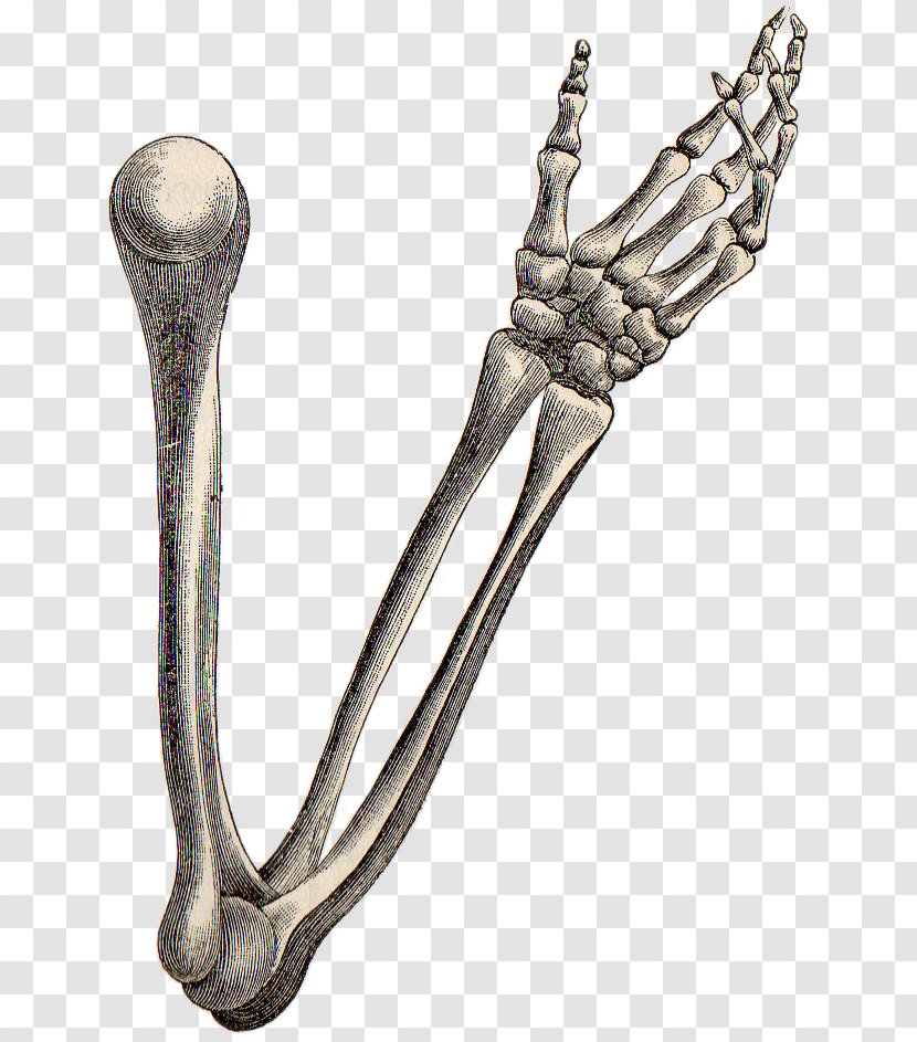 Human Skeleton Arm Bone Anatomy - Tool Transparent PNG